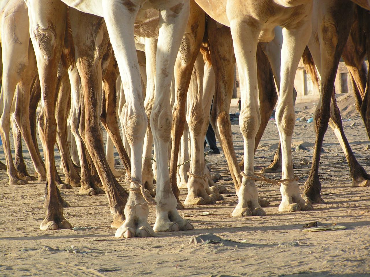 dromadaires: véhicules traditionnels des caravanes marchandes