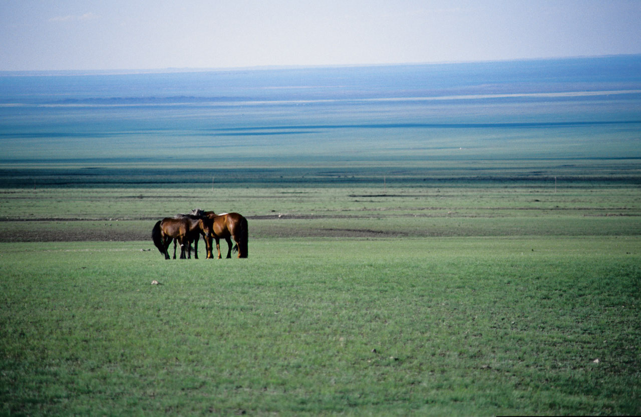 chevaux des steppes