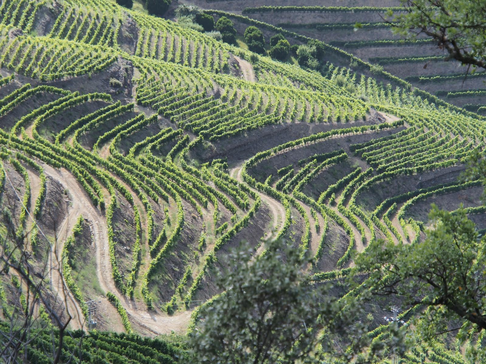 vignobles du haut Duro