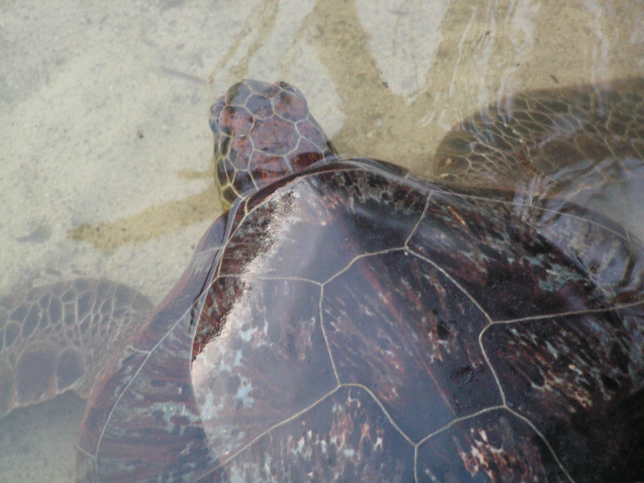 tortue d'élevage en Sulawesi