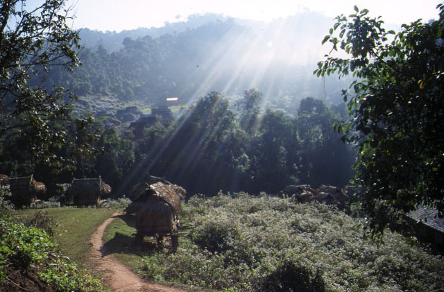 Culture sur brulis dans le nord du laos