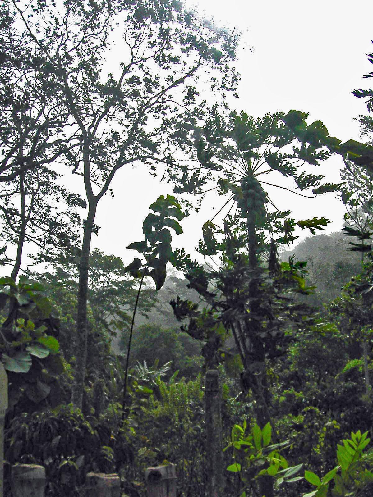 foret tropicale du Togo