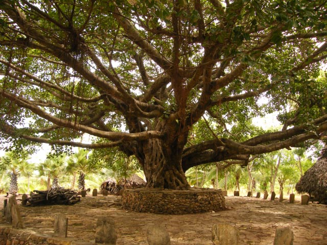 arbre de site sacr&eacute;