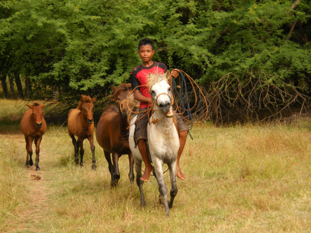 Chevaux de Savu