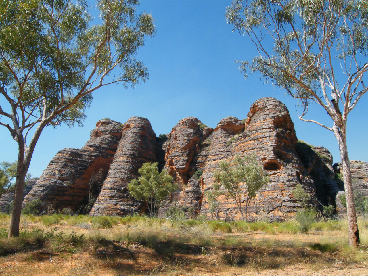au printemps dans les bungles bungles au printemps dans les bungles bungles