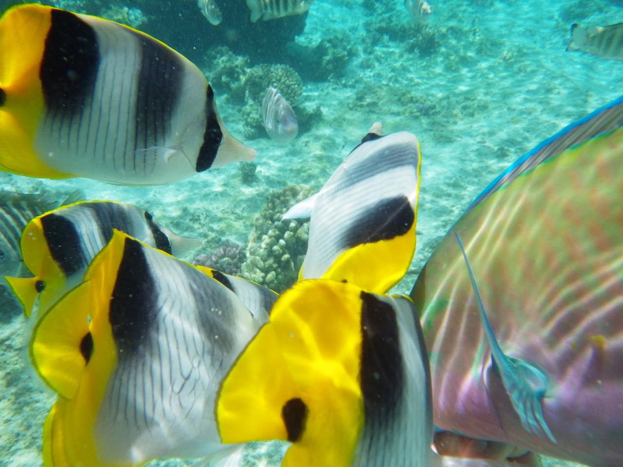 Fonds marins de Polynésie Jardin de corail de Tau Tau